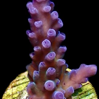 WYSIWYG M6 Miyagi Tort Acropora Frag