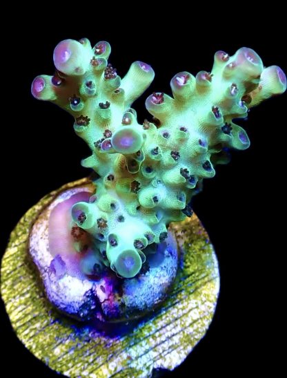 WYSIWYG 10C Berry Blast Granulosa Frag