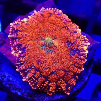 Fire And Ice  Rhodactis Mushroom Coral Single Leaf