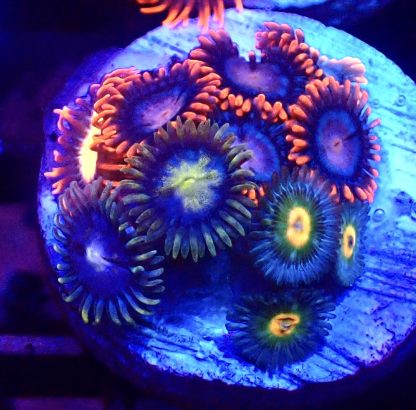 WYSIWYG Zoanthid Frag B15