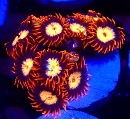 WYSIWYG Zoanthid Frag B16