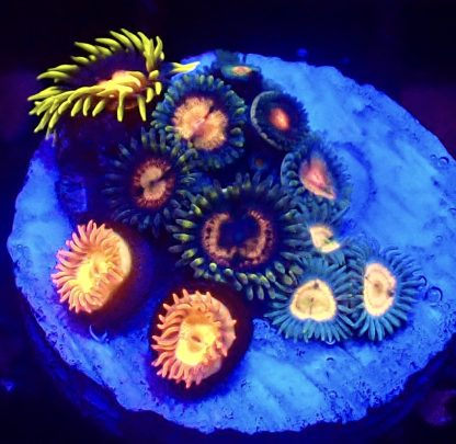 WYSIWYG Zoanthid Frag B22