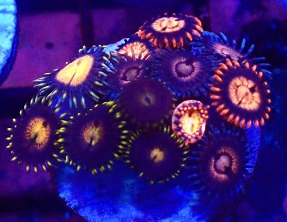 WYSIWYG  Zoanthid Frag B26