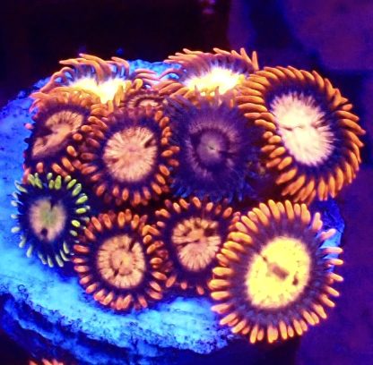 WYSIWYG Zoanthid Frag B27