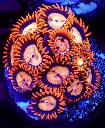 WYSIWYG Zoanthid Frag B30