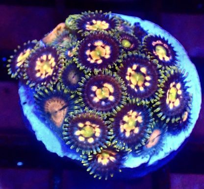 WYSIWYG Zoanthid Frag B37