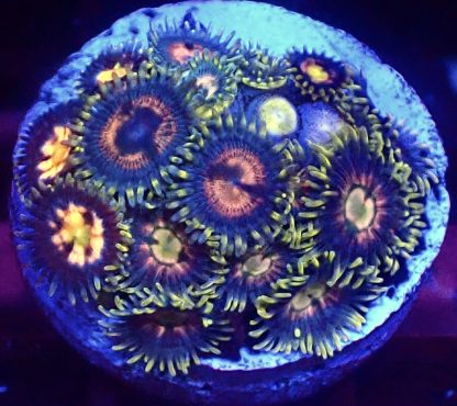 WYSIWYG Zoanthid Frag B38