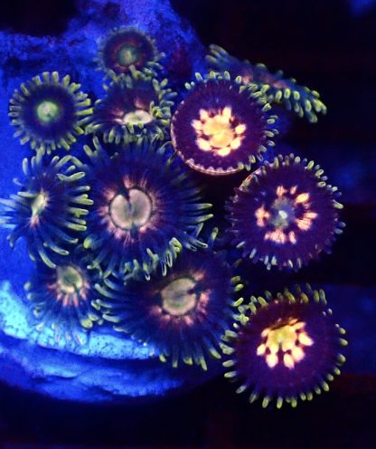 WYSIWYG Zoanthid Frag B39