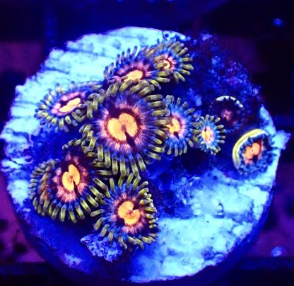 WYSIWYG Zoanthid Frag B41