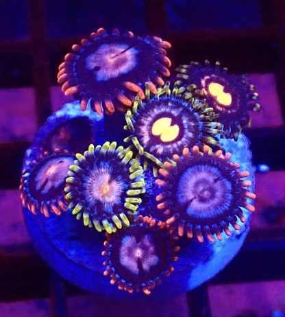 WYSIWYG Zoanthid Frag B43