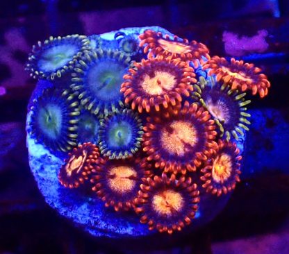 WYSIWYG Zoanthid Frag B44