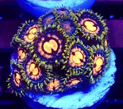 WYSIWYG Zoanthid Frag B45