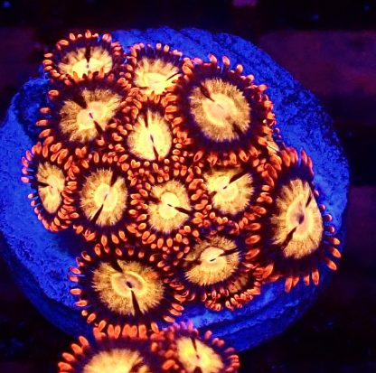 WYSIWYG Zoanthid Frag B49