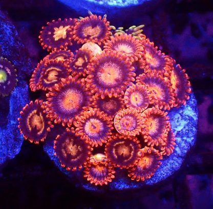 WYSIWYG Zoanthid Frag B50