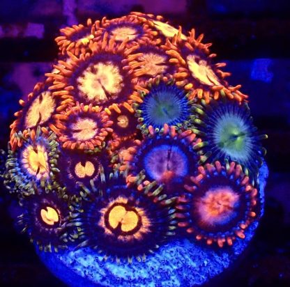 WYSIWYG Zoanthid Frag B51