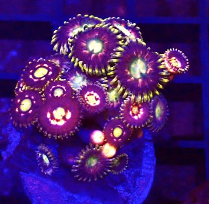 WYSIWYG Zoanthid Frag B60