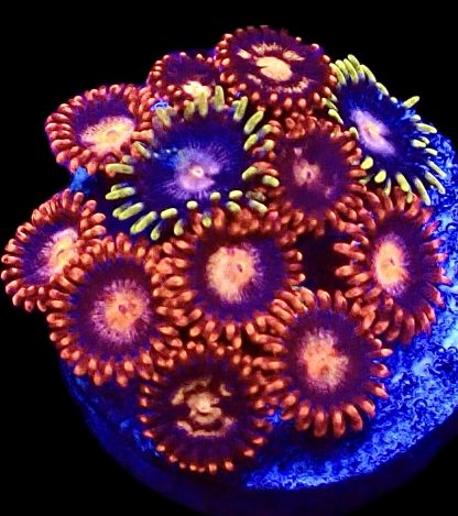 WYSIWYG Zoanthid Frag B8