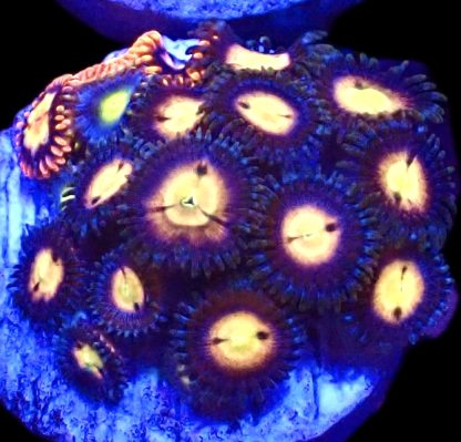 WYSIWYG Zoanthid Frag B13