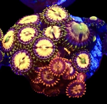 WYSIWYG Zoanthid Frag B22