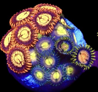 WYSIWYG Zoanthid Frag B30