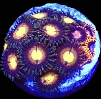 WYSIWYG Zoanthid Frag B43