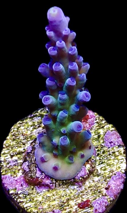 WYSIWYG 12D Miyagi Tort Acropora Frag