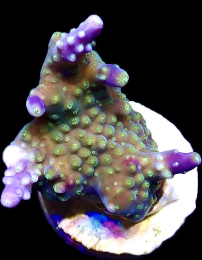 WYSIWYG 14F Purple Monster Acropora Frag