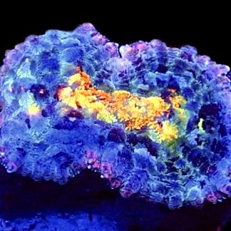 Supernova Rhodactis Mushroom Frag