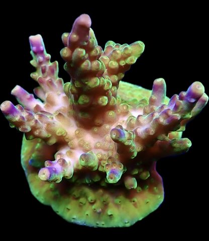 WYSIWYG 23H Purple Monster Acropora Frag