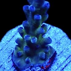 WYSIWYG 8G Miyagi Tort Acropora Frag