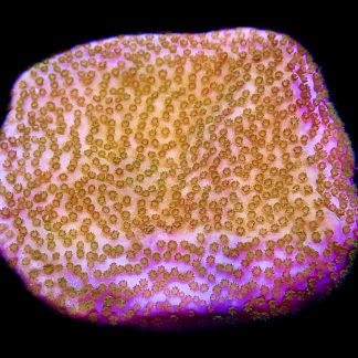 WYSIWYG 13A Pokerstar Montipora Frag- Large