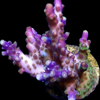 WYSIWYG 23F Purple Monster Acropora Small Colony