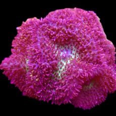 Ultra Frilly Purple/Pink Tonga Mushroom