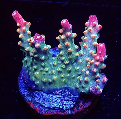 WYSIWYG 19J Rainbow Confetti Acropora  Frag