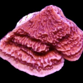 WYSIWYG 14E Purple Plating Montipora Frag