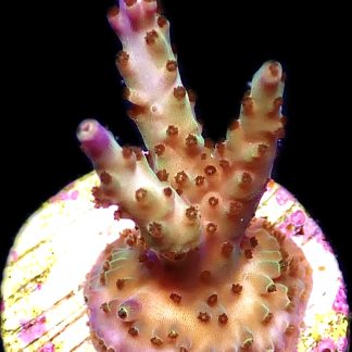 WYSIWYG 15G Pearlberry Acropora Frag