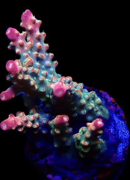 WYSIWYG 19G M.O.C. Acropora Krakatoa Frag - Large