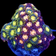 WYSIWYG  Zoanthid Frag C31
