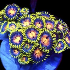 WYSIWYG  Zoanthid Frag C33
