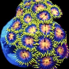 WYSIWYG  Zoanthid Frag C34