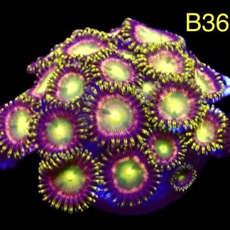 WYSIWYG Zoanthid Frag B36