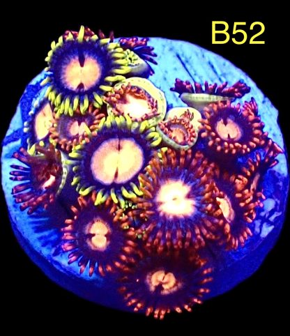 WYSIWYG Zoanthid Frag B52