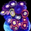 WYSIWYG Zoanthid Frag B54
