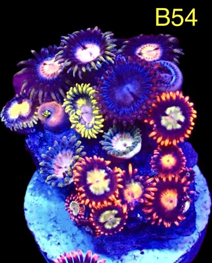 WYSIWYG Zoanthid Frag B54