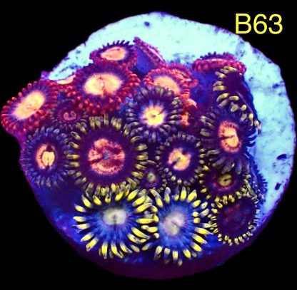 WYSIWYG Zoanthid Frag B63