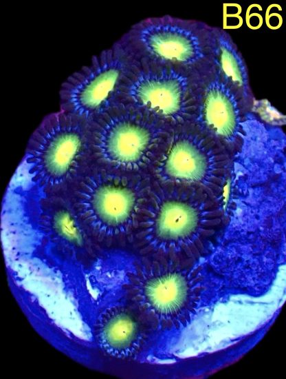 WYSIWYG Zoanthid Frag B66