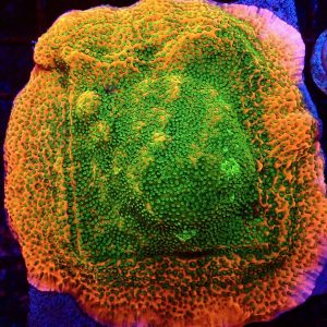 Tropic Thunder Montipora Frag