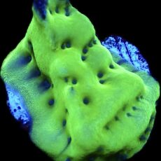 WYSIWYG 13B Mojito Montipora Palawanensis