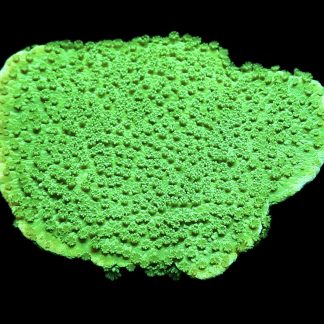 WYSIWYG 24B Bright Green Goblin Montipora Frag