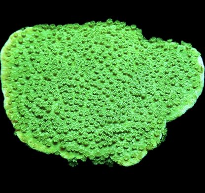 WYSIWYG 24B Bright Green Goblin Montipora Frag